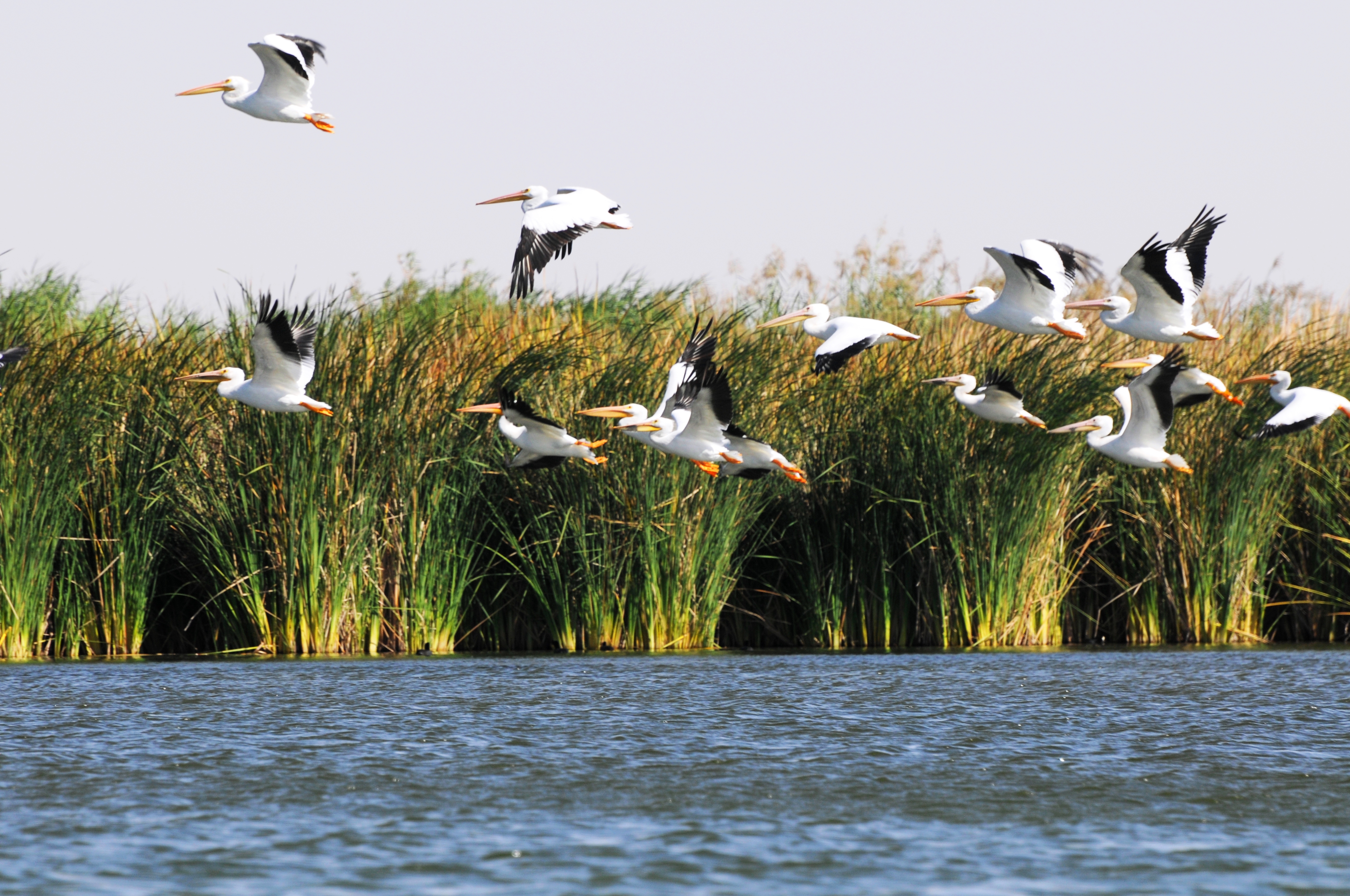 pelicans